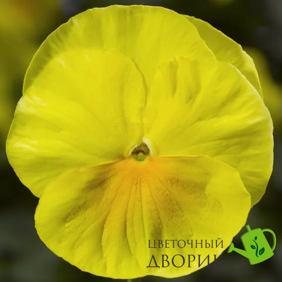 Віола Delta Pro Clear Lemon pro-DeltaProClearLemon-1000 фото