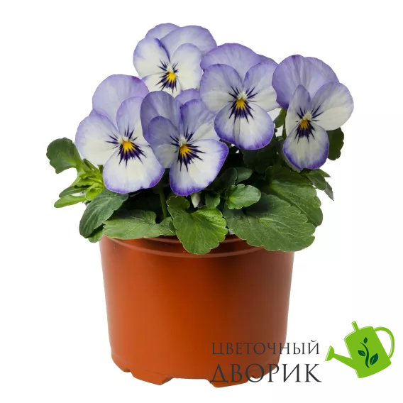 Виола рогатая Penny F1 Purple Picotee pro-PennyPurplePic-1000 фото