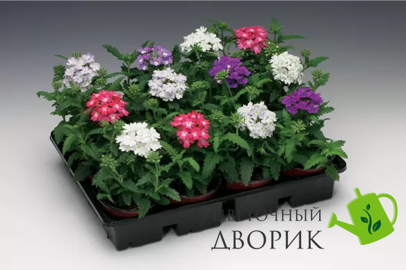 Вербена Obsession Pastel Mix pro-ObsessionPastelMix-1000 фото