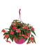 Бегонія Funky F1 Pink FunkyPink фото 3