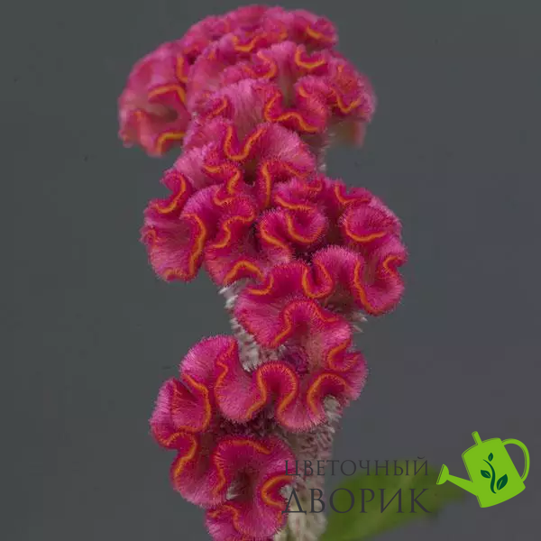 Целозия гребенчатая Neo Pink celgreneopin-5 фото