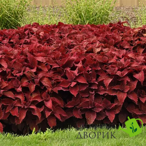 Колеус Premium Sun Sweet Paprika  PremiumSweetPaprika-5 фото