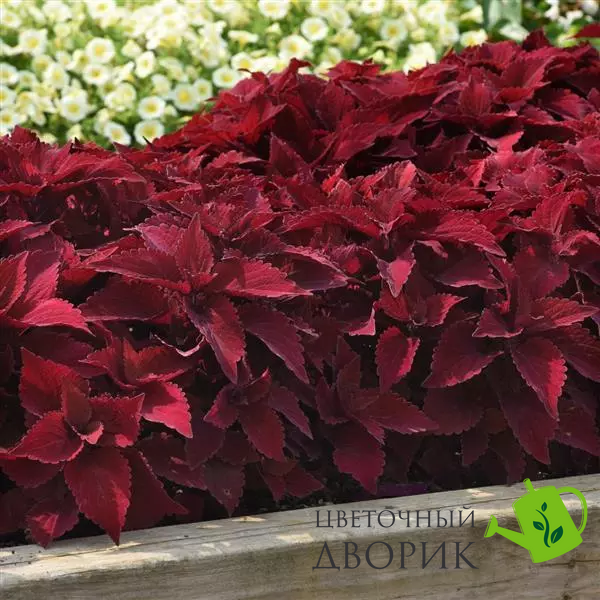 Колеус Premium Sun Sweet Paprika  PremiumSweetPaprika-5 фото