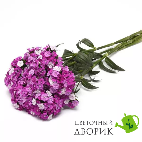 Гвоздика Amazon Purple Magic New2027 pro-AmazonPurpleMagic-1000 фото