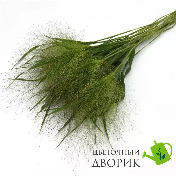 Трава Panicum capillare Frosted Explosion FrostedExplosion фото