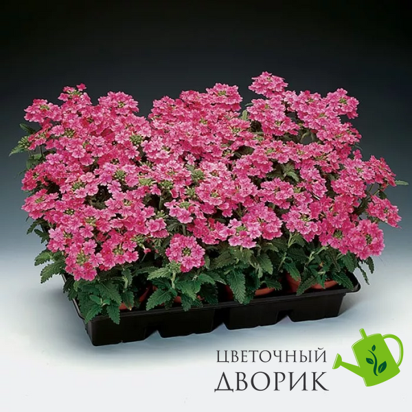 Вербена Obsession Pink ObsessionPink фото