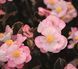 Бегонiя Big F1 Soft Pink Bronze Leaf New2027 pro-BIGSoftPinkBronzeLeaf-500 фото 2