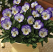 Виола рогатая Penny F1 Purple Picotee pro-PennyPurplePic-1000 фото 3