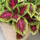 Колеус Kong Rose kolkonros-5 фото 1