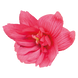 Бегонія Funky F1 Pink FunkyPink фото 4
