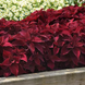 Колеус Premium Sun Sweet Paprika  PremiumSweetPaprika-5 фото 3
