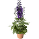Дельфініум Delphina Dark Blue White Bee pro-deldeldarbluwhibee-1000 фото 2