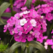 Гвоздика Amazon Purple Magic New2027 pro-AmazonPurpleMagic-1000 фото 1
