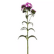 Гвоздика Amazon Purple Magic New2027 pro-AmazonPurpleMagic-1000 фото 3