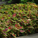 Колеус Kong Salmon Pink pro-kolkonsalpink-1000 фото 3