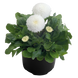 Маргаритка Tasso White TassoWhite фото 1