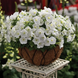 Петунія Picobella F1 White PicobellaWhite фото 3