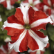 Петунія Tritunia F1 Red Star TrituniaRedStar фото 1