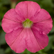 Петунія FlashForward F1 Salmon pro-petflaf1sal-1000 фото 1