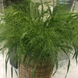 Трава Panicum capillare Frosted Explosion FrostedExplosion фото 1