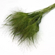Трава Panicum capillare Frosted Explosion FrostedExplosion фото 2