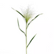 Трава Panicum capillare Frosted Explosion FrostedExplosion фото 4