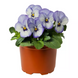 Виола рогатая Penny F1 Purple Picotee pro-PennyPurplePic-1000 фото 2