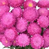 Айстра Bonita Pink pro-astbonpin-2500 фото