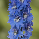 Дельфініум Delphina Light Blue White Bee pro-deldelligbluwhibee-1000 фото