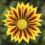 Газанія Kiss F1 Yellow Flame pro-gazkisf1yelfla-1000 фото