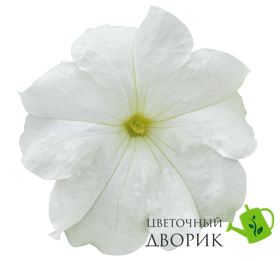 Петунiя Success! HD F1 White pro-Success!HDWhite-500 фото