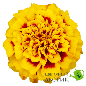 Тагетес Super Hero Yellow Bee pro-tagsupheryelbee-1000 фото
