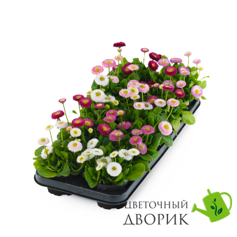Маргаритка BellaDaisy Mix pro-BellaDaisyMix-1000 фото