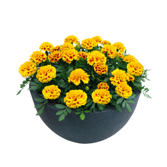 Тагетес Super Hero Yellow Bee pro-tagsupheryelbee-1000 фото