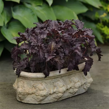 Базилик Purple Ruffles pro-bazpurruf-1000 фото