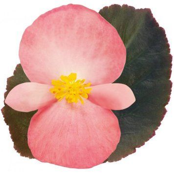 Бегонiя Big F1 Pink Bronze Leaf BigPBL фото