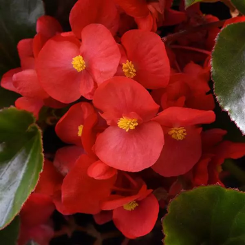 Бегония Megawatt Red Green Leaf MegawattRedGreenLeaf фото