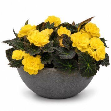 Бегонiя Nonstop Mocca F1 Yellow NonstopMoccaYellow фото