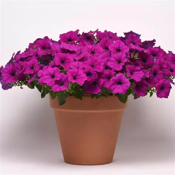 Петунія Easy Wave F1 Violet EasyWaveViolet-5 фото