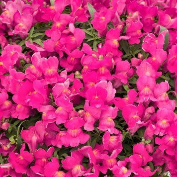 Львиный зев Candy Showers F1 Rose CandyShowersRose фото