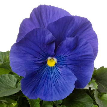 Вiола Colossus F1 True Blue  pro-ColossusTrueBlue-1000 фото
