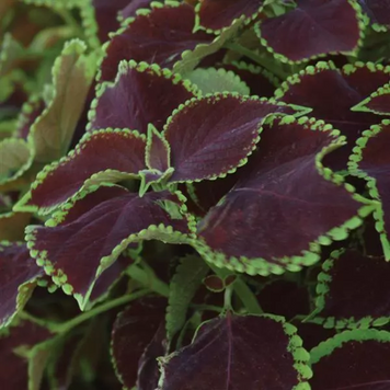 Колеус Premium Sun Chocolate Mint PremiumSunChMint фото