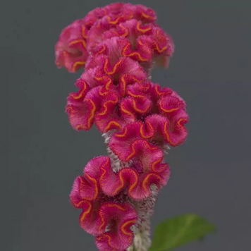 Целозія гребінчаста Neo Pink pro-celgreneopin-100 фото