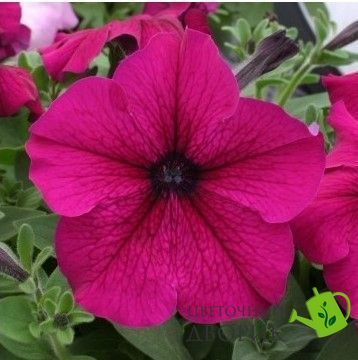Петуния Prism F1 Ruby pro-PrismRuby-1000seed фото