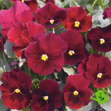 Виола рогатая Penny F1 Red Blotch pro-PennyRedBl-1000 фото