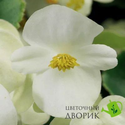 Бегонія Eureka White pro-EurekaWhite-1000 фото