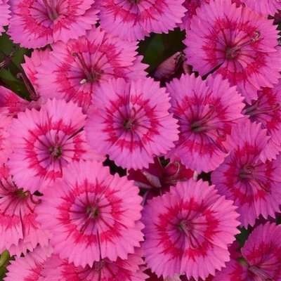 Гвоздика Jolt Pink pro-gvojolpin-1000 фото