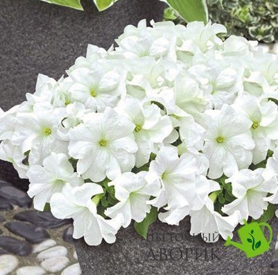 Петунiя Success! HD F1 White pro-Success!HDWhite-500 фото