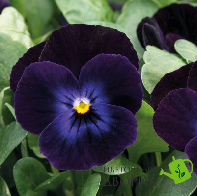 Віола рогатая Admire F1 Deep Purple Face pro-viorogadmf1deepurfac-1000 фото