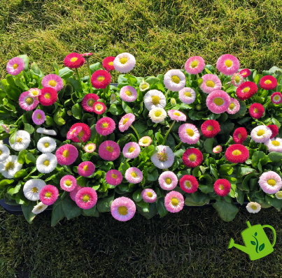 Маргаритка BellaDaisy Mix pro-BellaDaisyMix-1000 фото